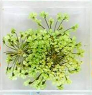 10. Fleurs vertes