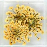 11. Fleurs jaunes