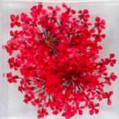 12. Fleurs rouges