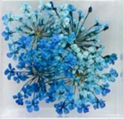 13. Fleurs bleues