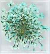 14. Fleurs turquoises