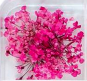 15. Fleurs fuchsia