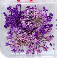 16. Fleurs lilas
