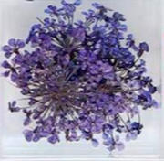 17. Fleurs violettes