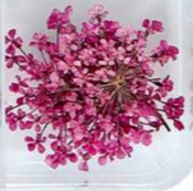 18. Fleurs roses