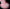 3. Caviar rose x10