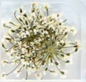 7. Fleurs blanches