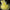 8. Caviar jaune x10