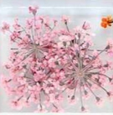 8. Fleurs roses claires