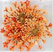 9. Fleurs oranges
